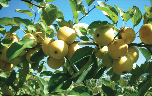  Harrison Cider Apple
