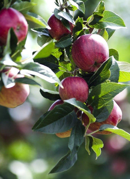  Kingston Black Cider Apple