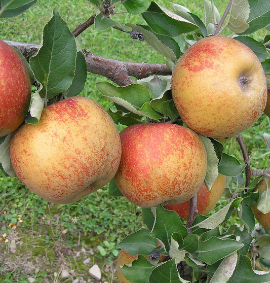  Karmijn De Sonnaville Apple