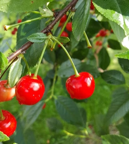  North Star Cherry