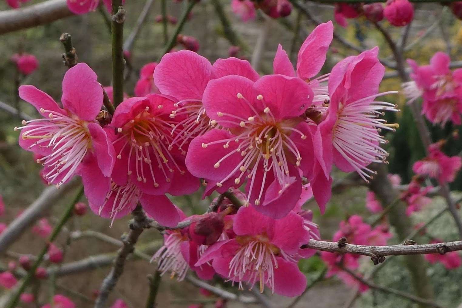  Roseglow Flowering Apricot