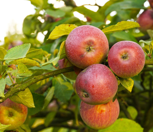  Apple Combo (4 Varieties)