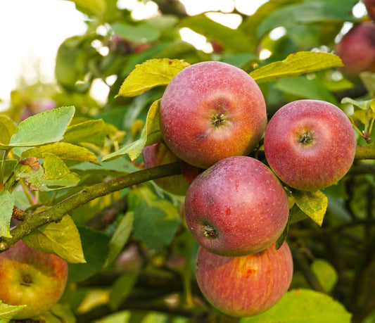  Apple Combo (3 Varieties)