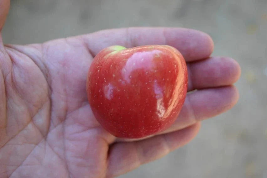  Wickson Crabapple