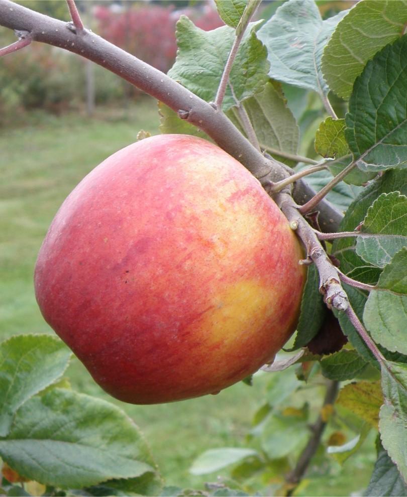  Alkemene Apple