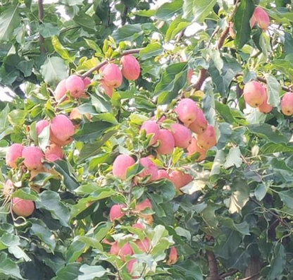  Centennial Crabapple