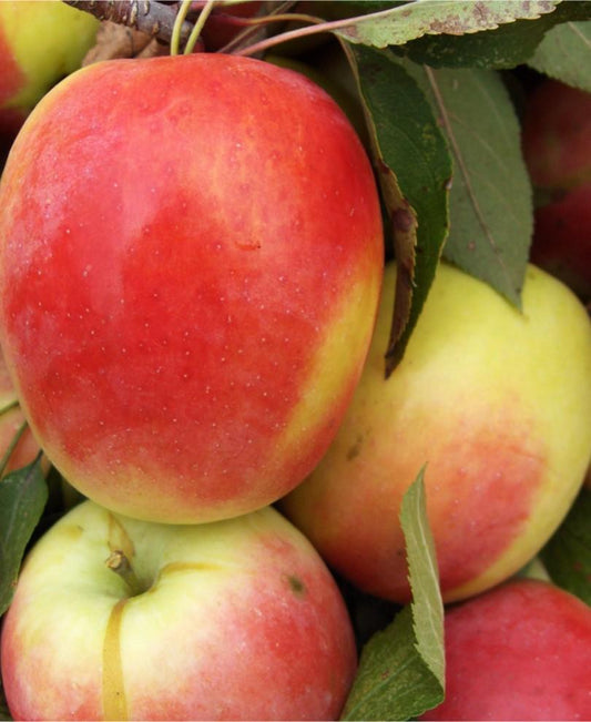  Kandil Sinap Apple