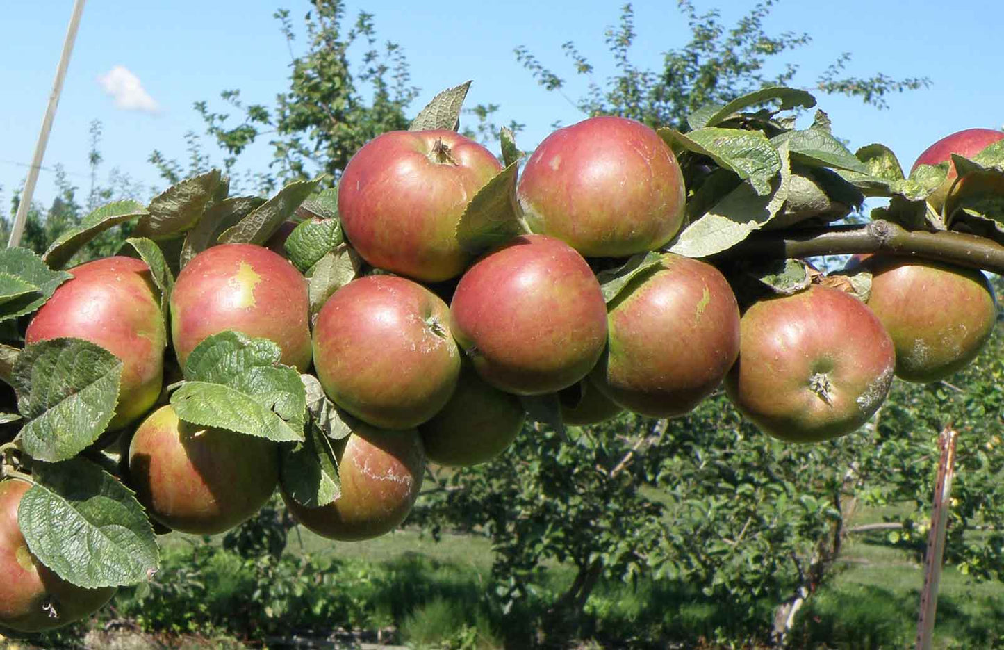 Granniwinkle Cider Apple