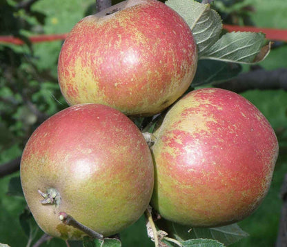  Karmijn De Sonnaville Apple