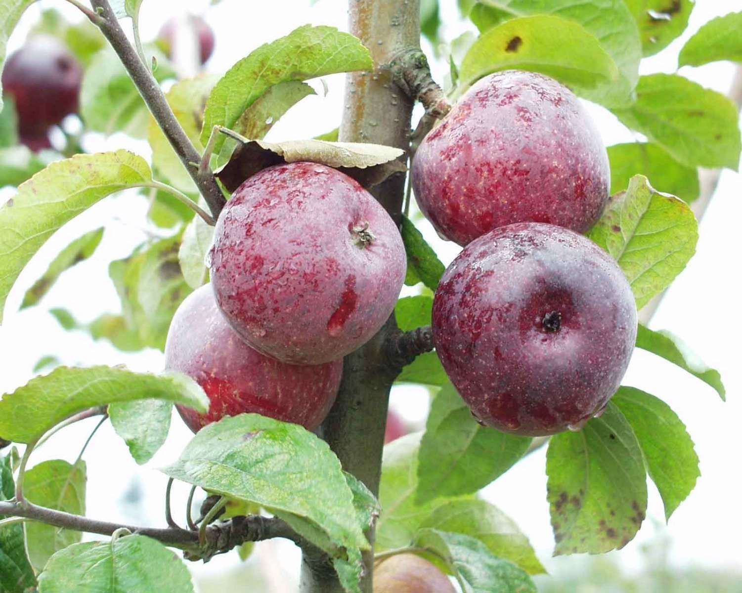  Kingston Black Cider Apple