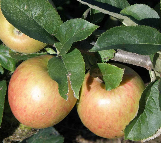  Jonagold Apple Tree