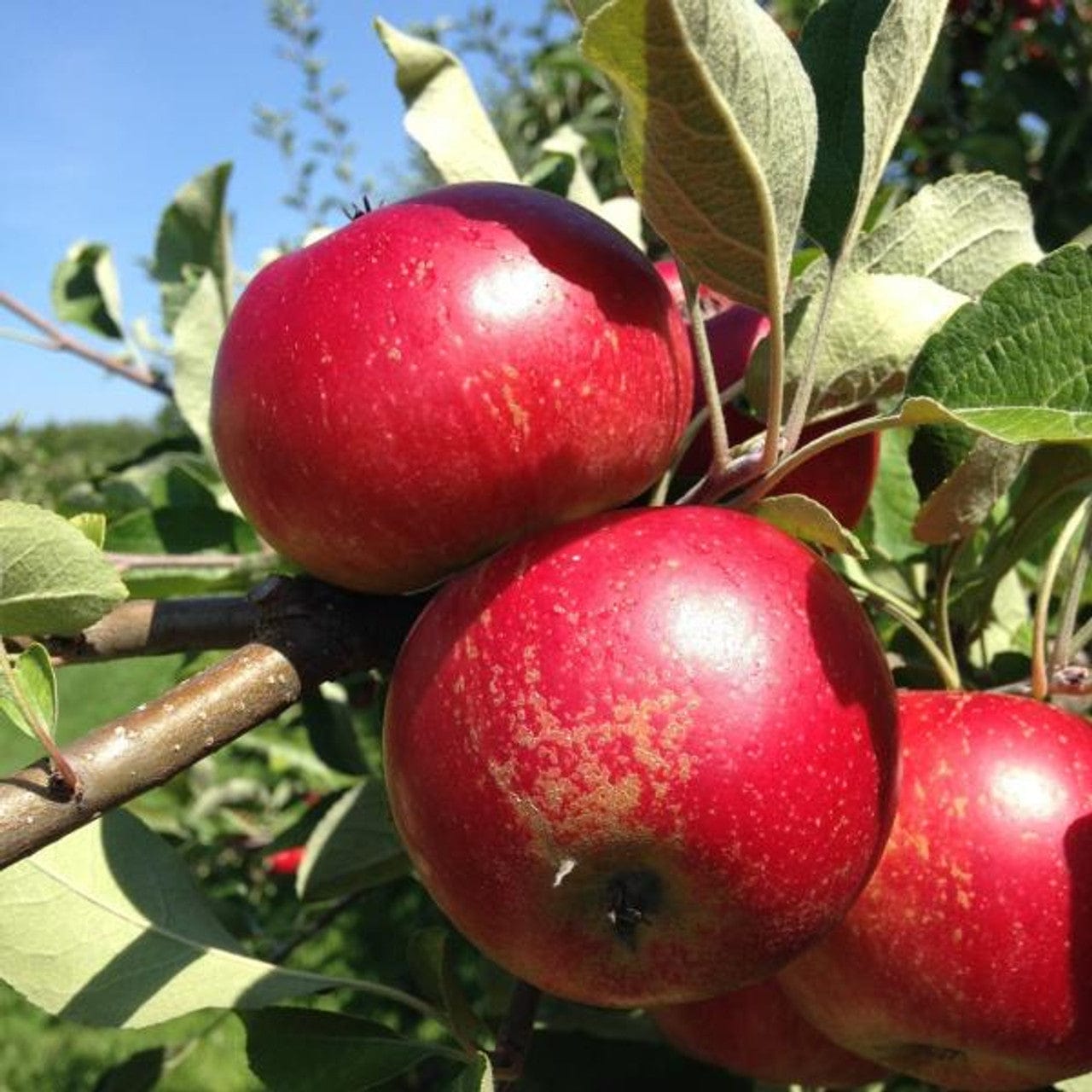  Unbeatable Urban Apple Bundle (3 Trees)