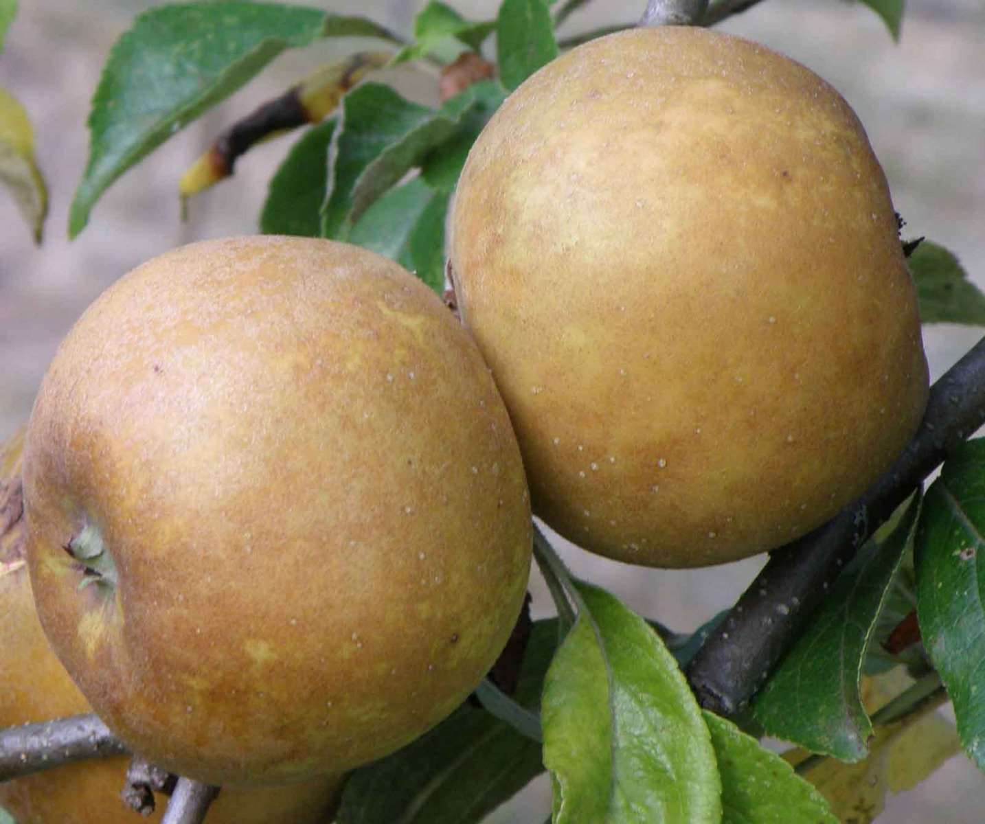  Brown Russet Apple