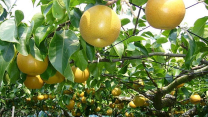  Awesome Asian Pear Bundle No. 1