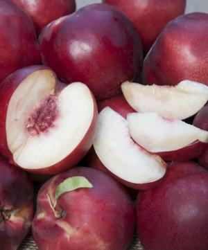  Atomic Red Flowering Nectarine