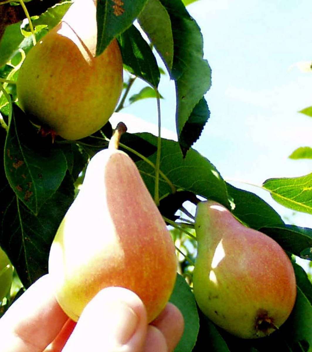  Arganche European Pear