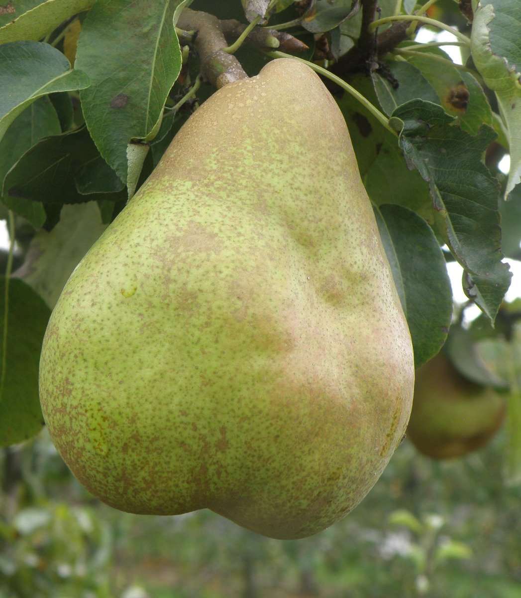  Comice European Pear