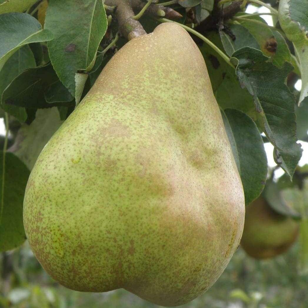  European Winter Pear Bundle No. 1