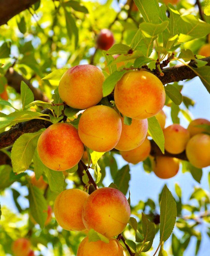  Baby Crawford Peach