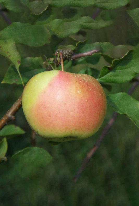  Bella™ Apple
