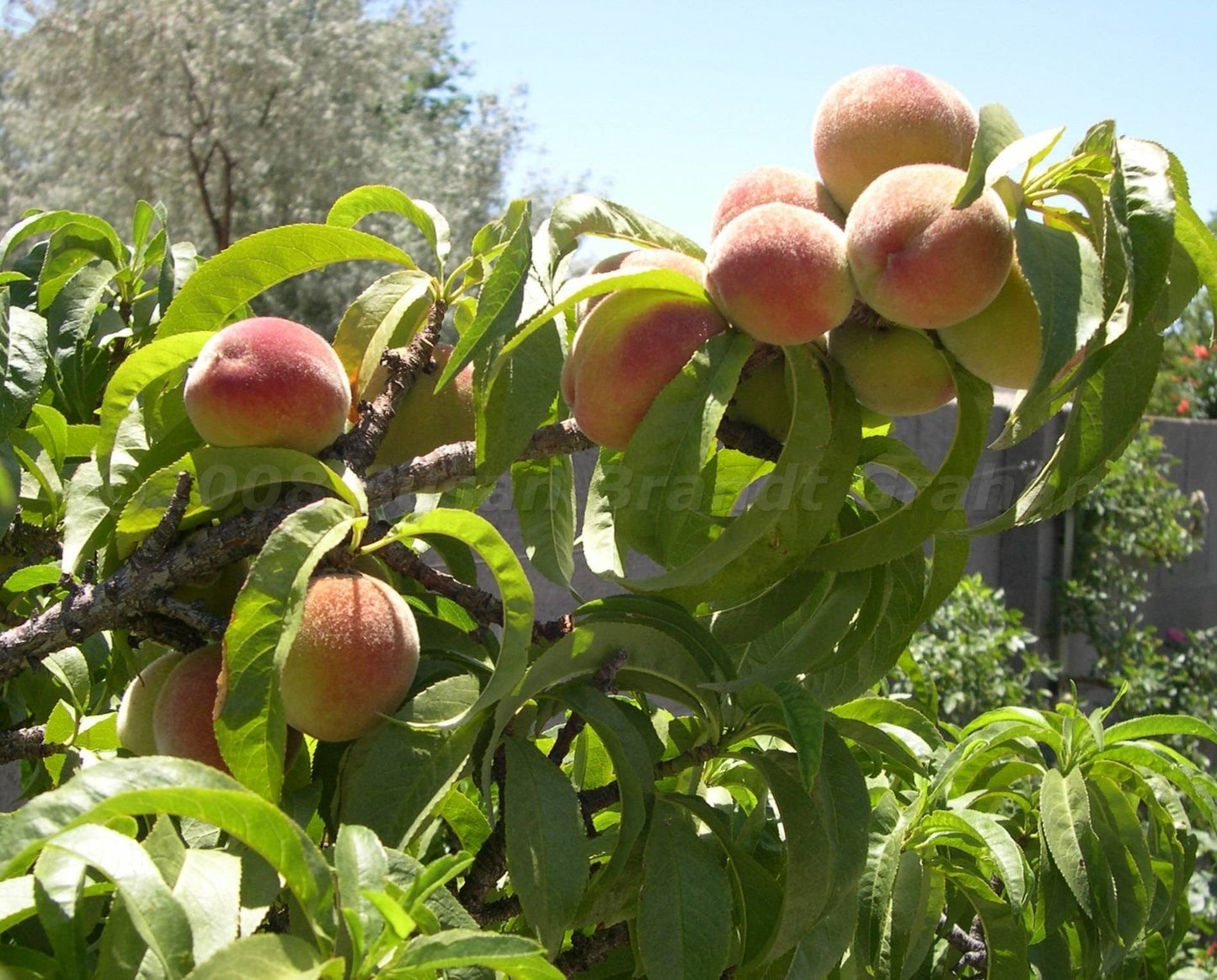  Bonanza Miniature Peach