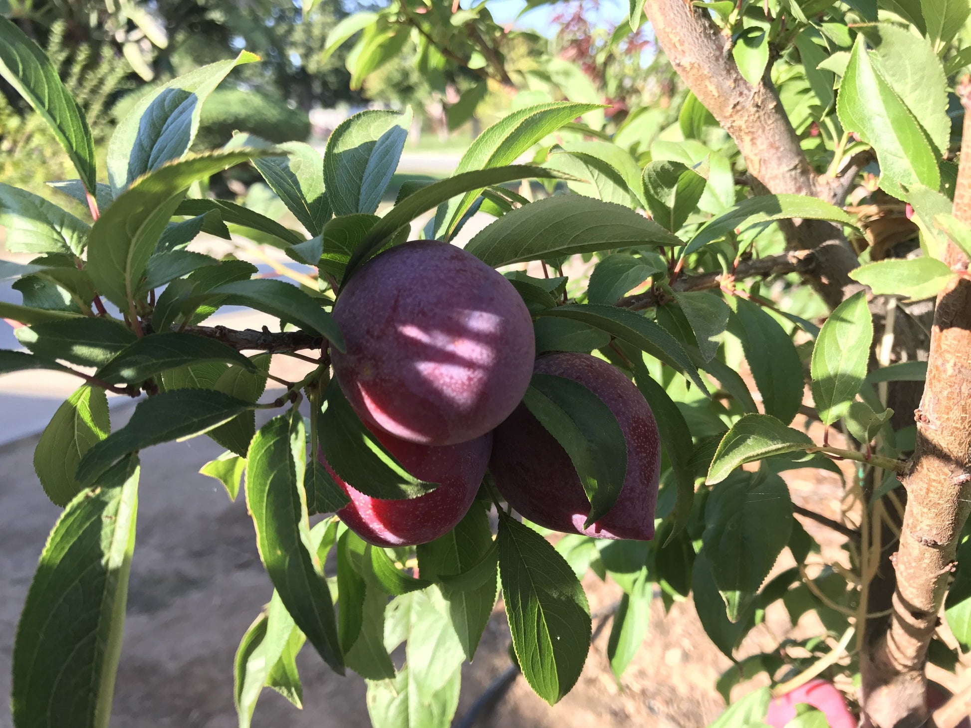  Candy Heart Pluerry