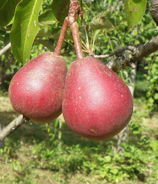  Cascade European Pear