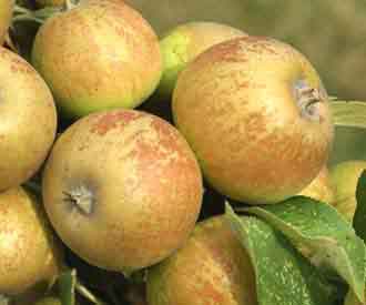  Medaille D'Or Cider Apple