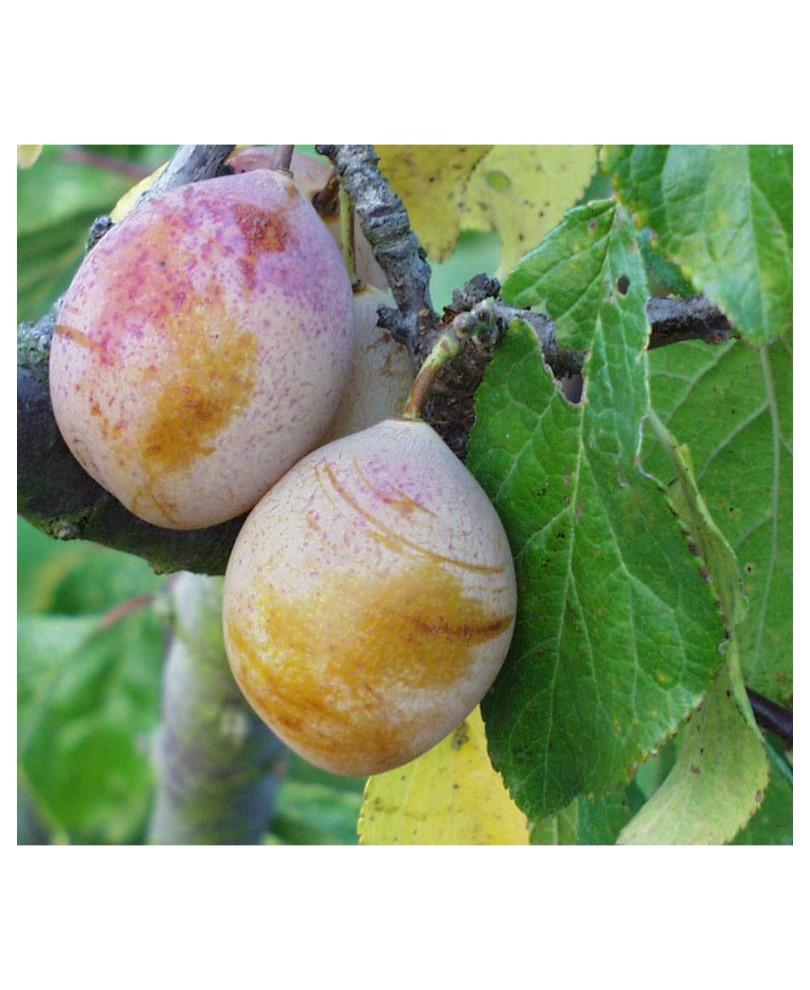  Royal European Plum Bundle No. 2