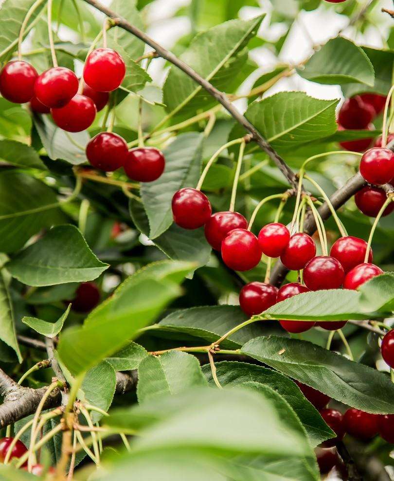  Combination Dwarf Cherry Tree (4 Varieties)