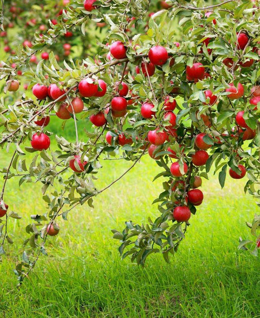 Combo Disease-Resistant Apple (4 Varieties)