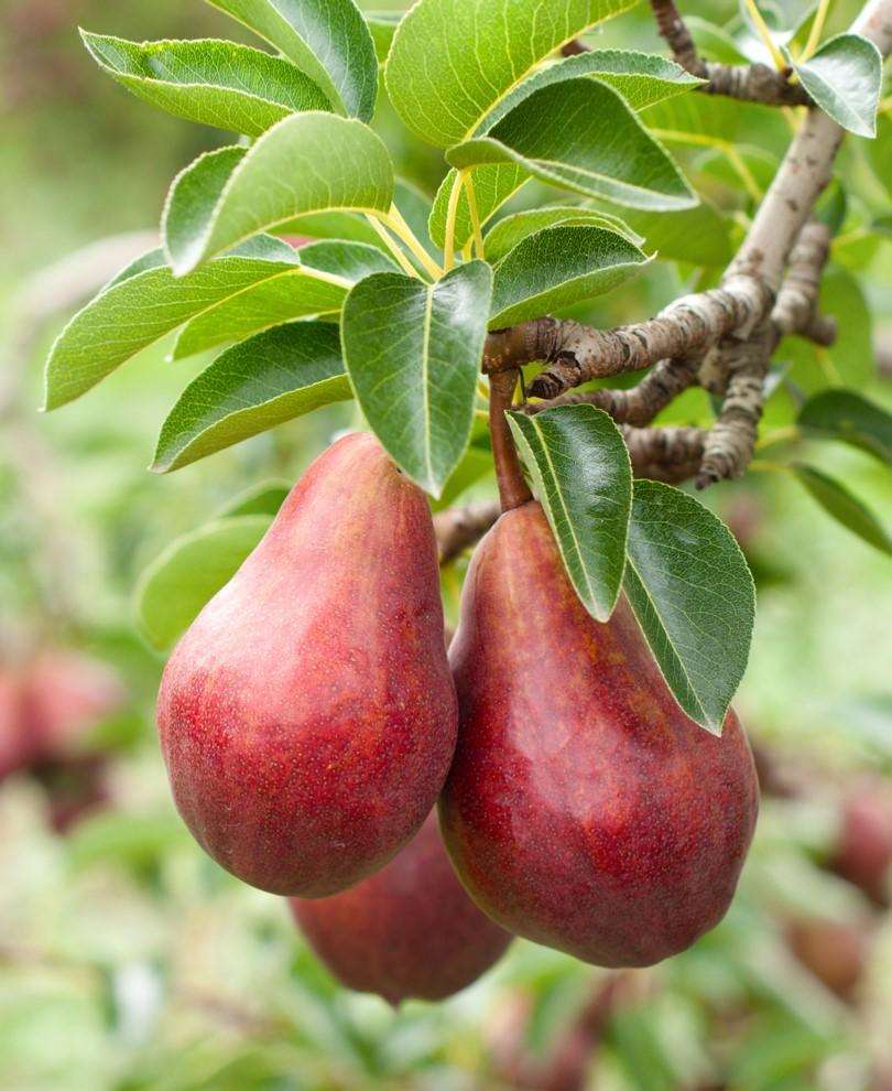  Combo European Pear Tree (3 Varieties)