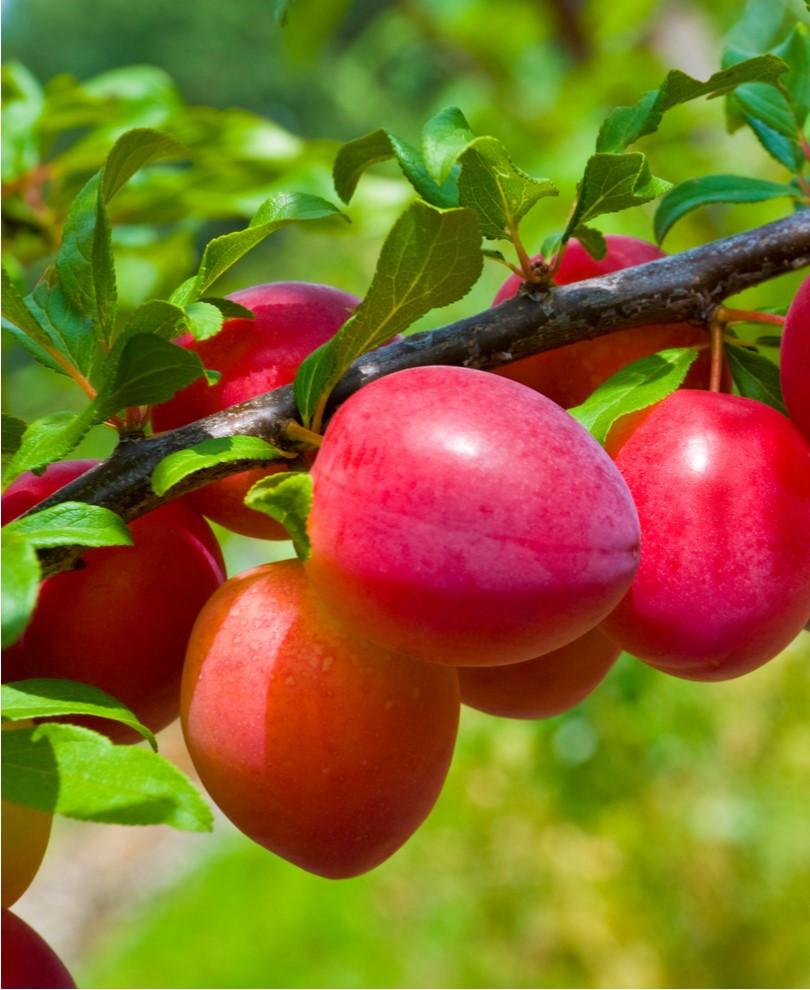  Combo Asian Plum (5 Varieties)