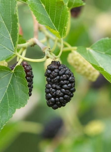  Contorted Mulberry