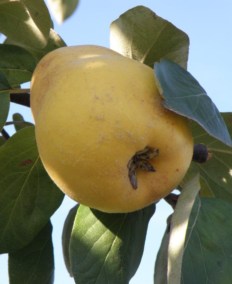  Ekmek Quince