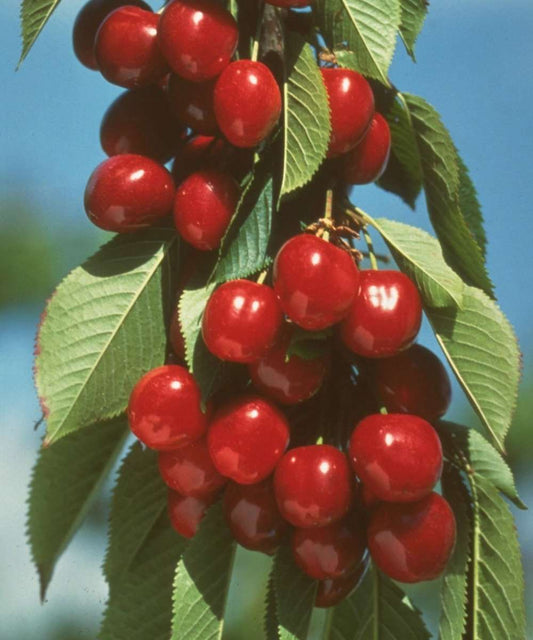  Early Burlat Cherry