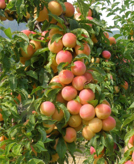  Lucky Asian Plum Bundle No. 1