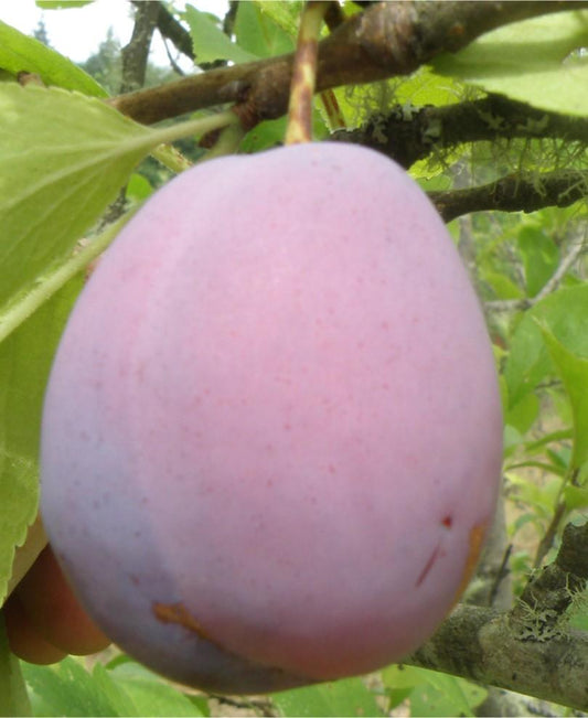 Ersinger European Plum