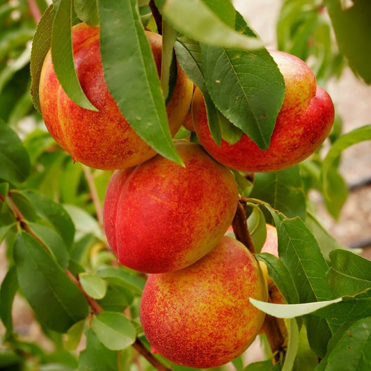  Flavortop Nectarine