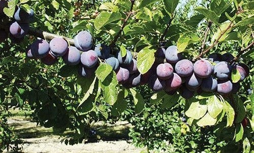  Gras Ameliorat European Plum