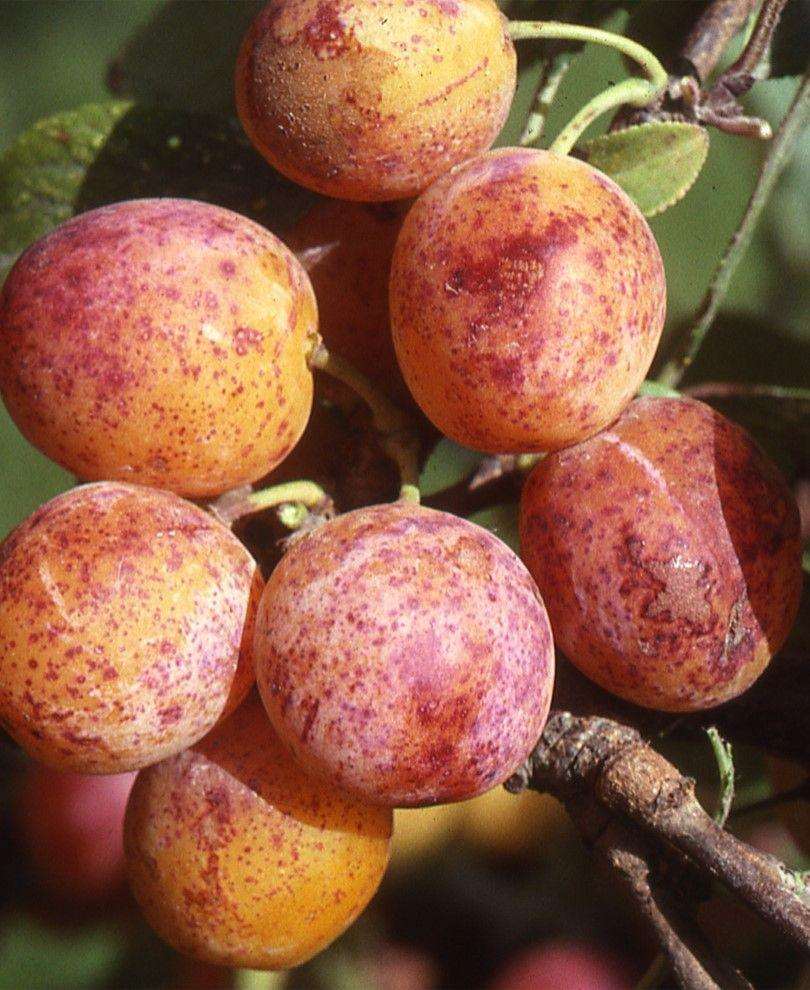  Combo Mirabelle Plum (4 Varieties)