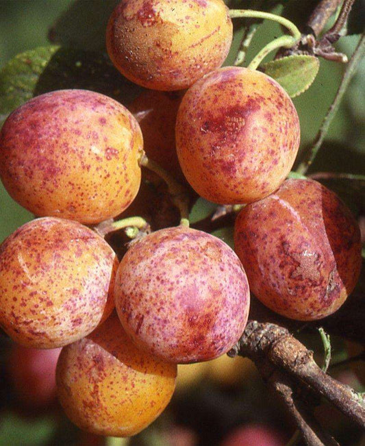  Combo Mirabelle Plum (4 Varieties)
