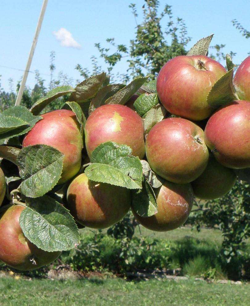  Combination Cider Apple Tree (3 Varieties)