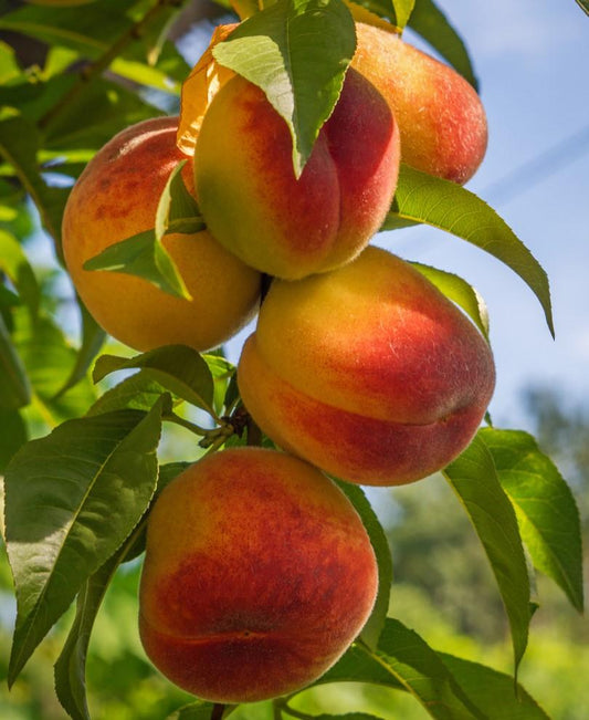  Harken Peach