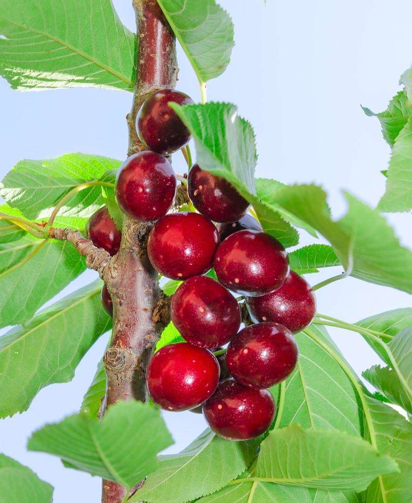  Hartland Cherry