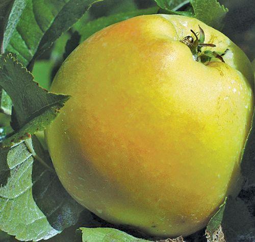  Pristine Apple