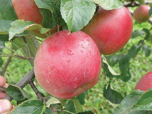 Wolf River Apple