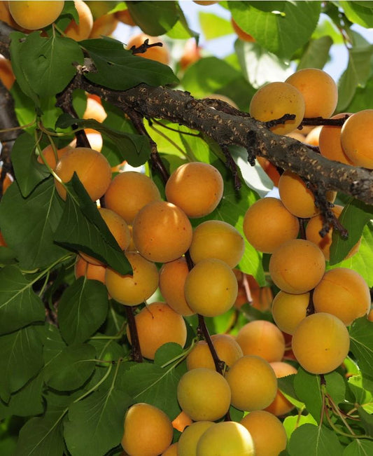  Hunza Apricot