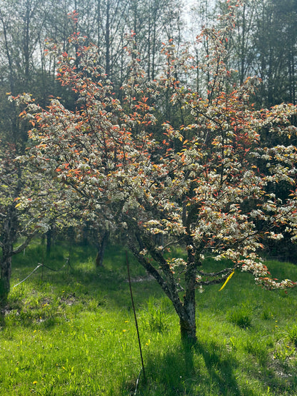  Shinsui Asian Pear
