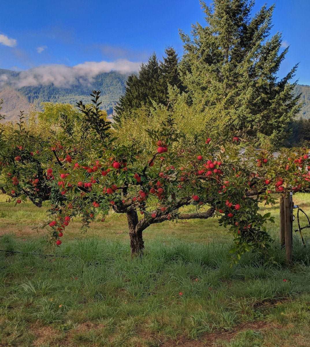  Zestar Apple